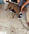 adoptable Dog in Houston, TX named A640774