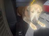 adoptable Dog in  named STORM