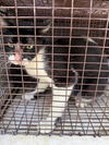adoptable Cat in Houston, TX named A640788