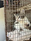 adoptable Cat in Houston, TX named A640789