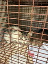 adoptable Cat in Houston, TX named A640790