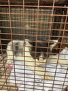 adoptable Cat in Houston, TX named A640791