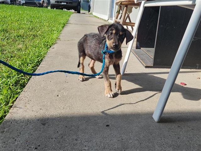 adoptable Dog in Houston, TX named A640770