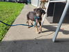 adoptable Dog in Houston, TX named A640770