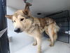 adoptable Dog in  named A640781