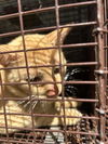 adoptable Cat in Houston, TX named A640797