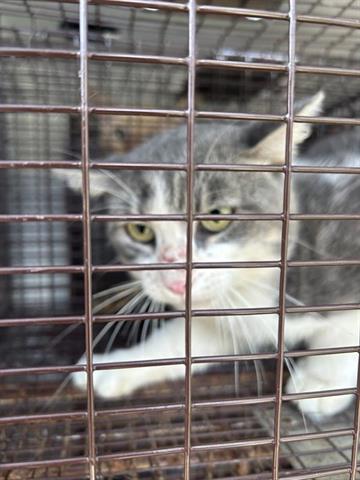 adoptable Cat in Houston, TX named A640799