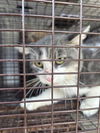 adoptable Cat in Houston, TX named A640799