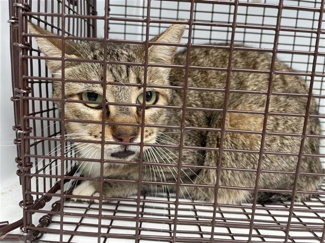 adoptable Cat in Houston, TX named A615892