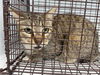 adoptable Cat in Houston, TX named A615892