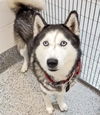 adoptable Dog in  named TOBI