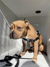 adoptable Dog in Houston, TX named A640771