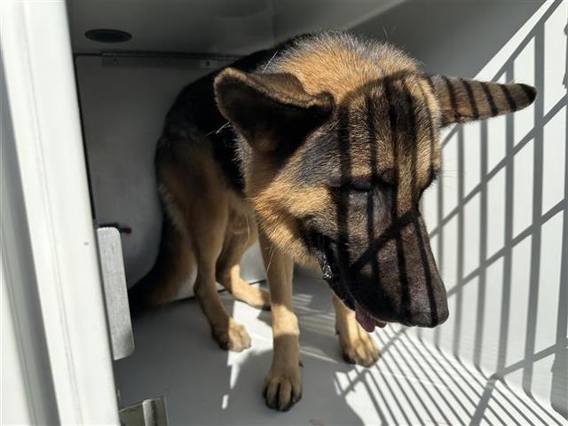 adoptable Dog in Houston, TX named A640773
