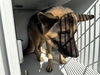 adoptable Dog in Houston, TX named A640773