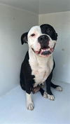adoptable Dog in Houston, TX named A640777
