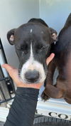 adoptable Dog in Houston, TX named A640778