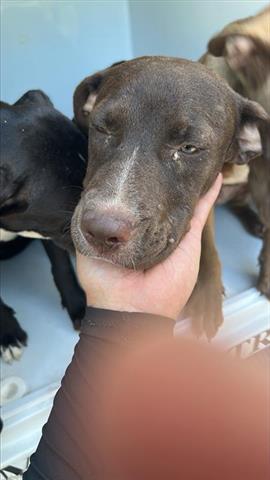 adoptable Dog in Houston, TX named CATARINA