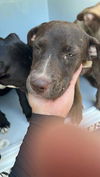 adoptable Dog in Houston, TX named A640779