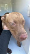 adoptable Dog in Houston, TX named A640780