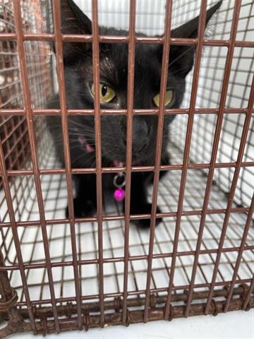 adoptable Cat in Houston, TX named A640782