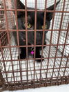 adoptable Cat in Houston, TX named A640782