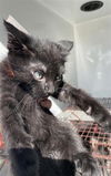 adoptable Cat in Houston, TX named A640783