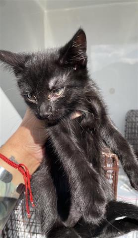 adoptable Cat in Houston, TX named A640784