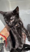 adoptable Cat in Houston, TX named A640784