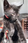 adoptable Cat in Houston, TX named A640785