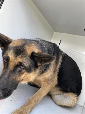 adoptable Dog in Houston, TX named A640792