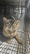 adoptable Cat in Houston, TX named A640798