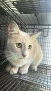 adoptable Cat in Houston, TX named A640801