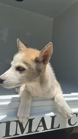 adoptable Dog in Houston, TX named A640805