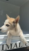 adoptable Dog in Houston, TX named A640805