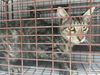 adoptable Cat in Houston, TX named A640807