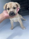 adoptable Dog in Houston, TX named A640808