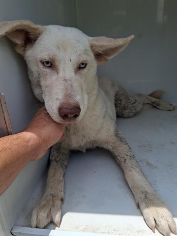 adoptable Dog in Houston, TX named A640809