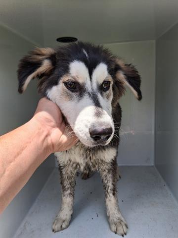 adoptable Dog in Houston, TX named A640810