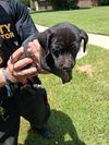 adoptable Dog in Houston, TX named A640816