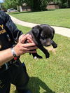adoptable Dog in Houston, TX named A640818