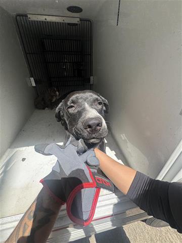 adoptable Dog in Houston, TX named A640827