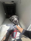 adoptable Dog in  named A640827