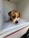 adoptable Dog in  named A640829