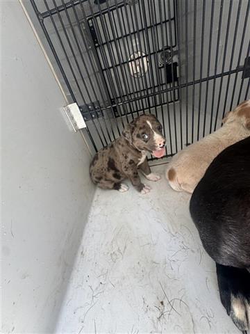 adoptable Dog in Houston, TX named A640830