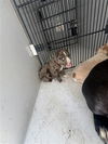 adoptable Dog in  named A640830