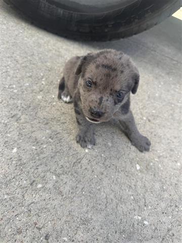 adoptable Dog in Houston, TX named A640831