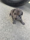 adoptable Dog in  named A640831