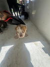 adoptable Dog in  named A640832