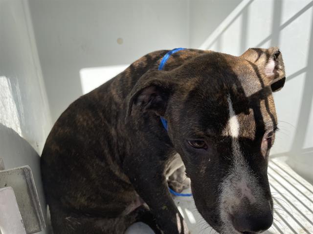 adoptable Dog in Houston, TX named A640840