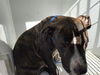 adoptable Dog in  named A640840
